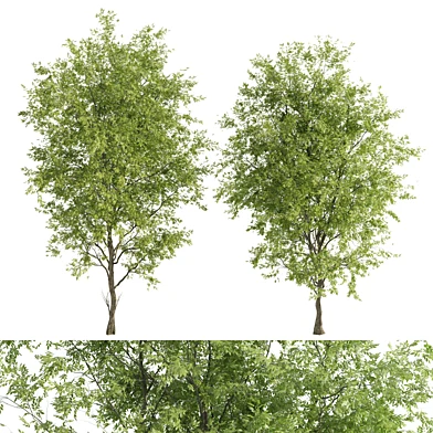 2 ashes tree vray