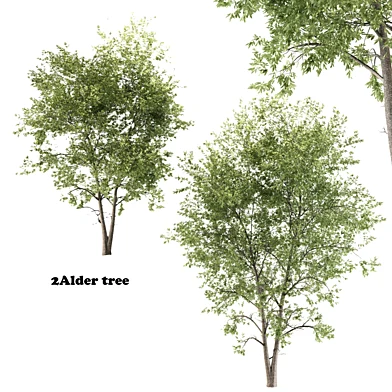 2 alder tree