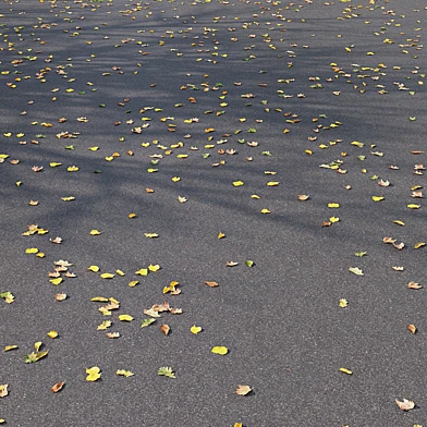Asphalt with leaves 01