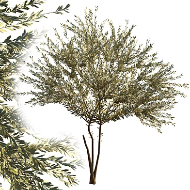 olive tree