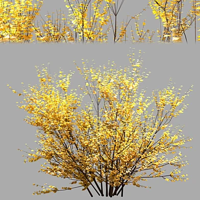 yellow bush 01