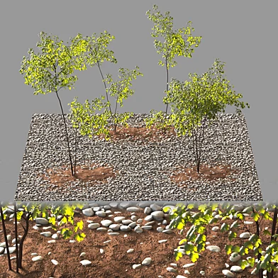 backyard 04