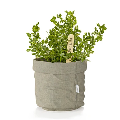 Italian parsley in a fabric planter