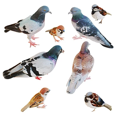 A flock of pigeons
