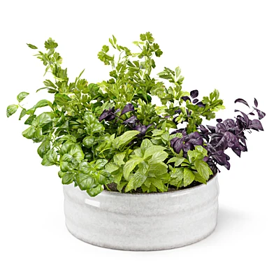 Micro-greenery in a ceramic pot