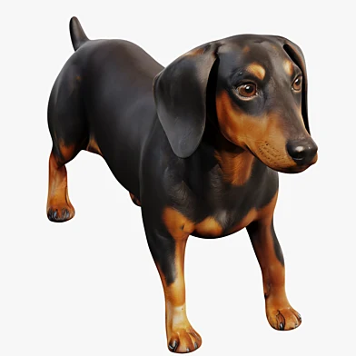Dachshund
