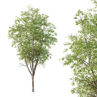fagus sylvatica Tree 03