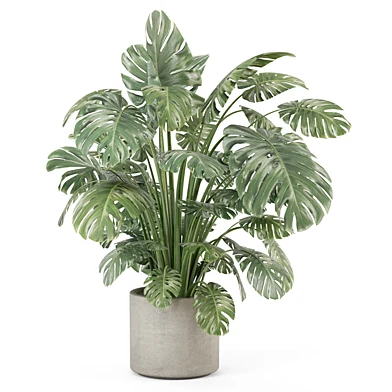 Big Leaf Monstera Plant_Set 4570 - Indoor - 3D model