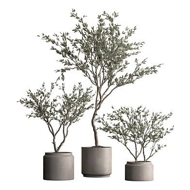 Indoor Plant 1012 - Olive Plants
