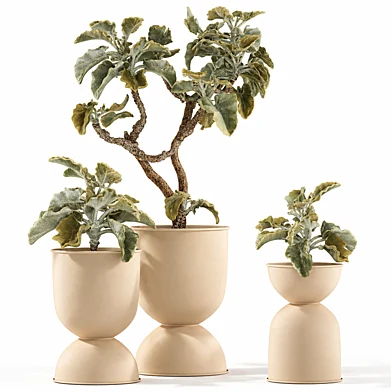 Collection of bushes and trees in beige modern pots with Kalanchoe. Plant set 1558.