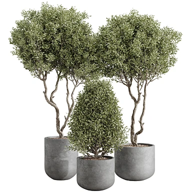 Indoor Plant set - 042
