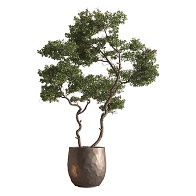 Indoor Plant 1019 - Bonsai Plant