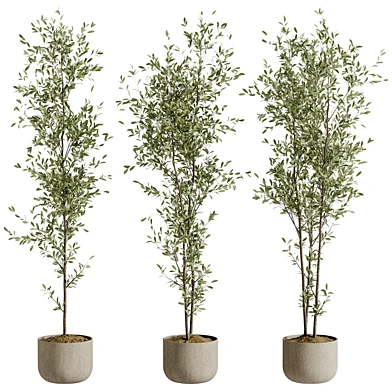 Indoor Bonsai Plant 256