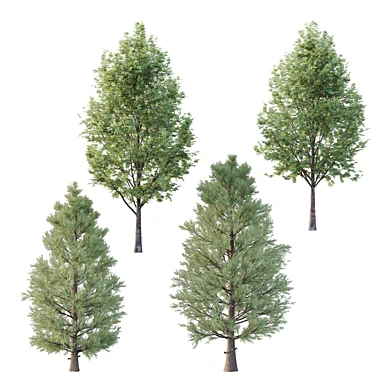Eastern Red Cedar Rowan tree