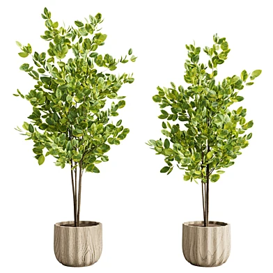 Indoor Plant 009 - 2 Size