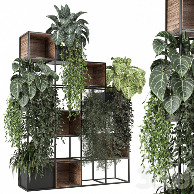 Indoor Plants Collection  2142