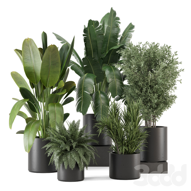 Indoor Plants in Rusty Concrete Pot_Set 3653