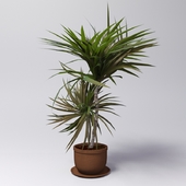 Dracaena