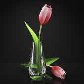 Tulips in a vase