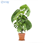 Monstera Plants 3