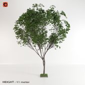 trees