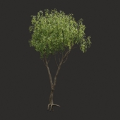 Summer tree # 01