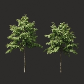 Summer tree # 07