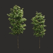 Summer tree # 06