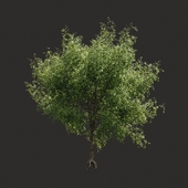 Summer tree # 05