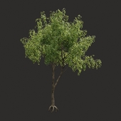 Summer tree # 04