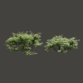 Summer bushes # 1