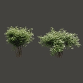 Summer bushes # 2