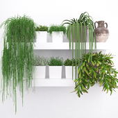 Set of succulents - ripsalis