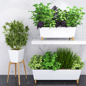 Spicy herbs for the kitchen in ceramic pots