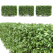 Ligustrum  hedge