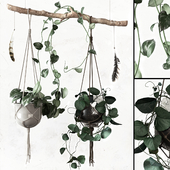 PLANTSET