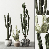 Set of Cactuses