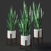 Sansevieria 1