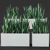 Sansevieria 3