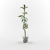 Dracaena sanderiana