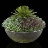 Plants collection 1