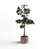 Ficus plant