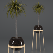 Dracaena in a glass pot