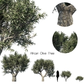 African Olive Thee Set 1