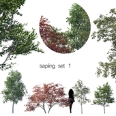sapling set 1