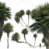 Palm set 2