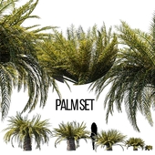 Sago palm