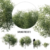 saplings tree set 2