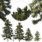 Cupressus nootkatensis