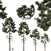 douglas fir set 1